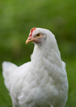 Poultry feed and nutrition